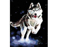 Zuty - Malování podle čísel - HUSKY 40x50 cm vypnuté plátno na rám