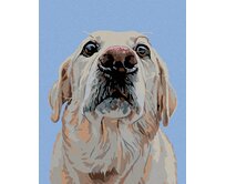 Zuty - Malování podle čísel - LABRADOR 40x50 cm vypnuté plátno na rám