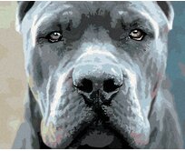 Zuty - Malování podle čísel - CANE CORSO 40x50 cm bez rámu a bez vypnutí plátna