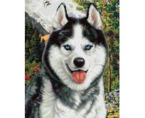 Zuty - Malování podle čísel - HUSKY (IMAGE WORLD) 40x50 cm vypnuté plátno na rám