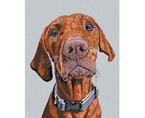 Zuty - Malování podle čísel - RIDGEBACK S MODRÝM OBOJKEM 40x50 cm bez rámu a bez vypnutí plátna