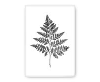 Dekoria Plakát Fern Grey, 50 x 70 cm, Ramka: Biała