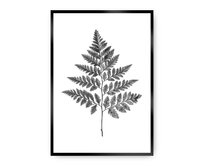 Dekoria Plakát Fern Grey, 50 x 70 cm, Ramka: Czarna