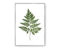 Dekoria Plakát Fern Green, 50 x 70 cm, Volba rámu: stříbrný