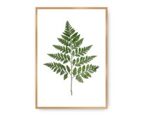 Dekoria Plakát Fern Green, 50 x 70 cm, Volba rámu: zlatý