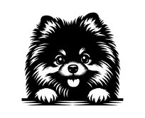 Samolepka pes Pomeranian (německý trpasličí špic)