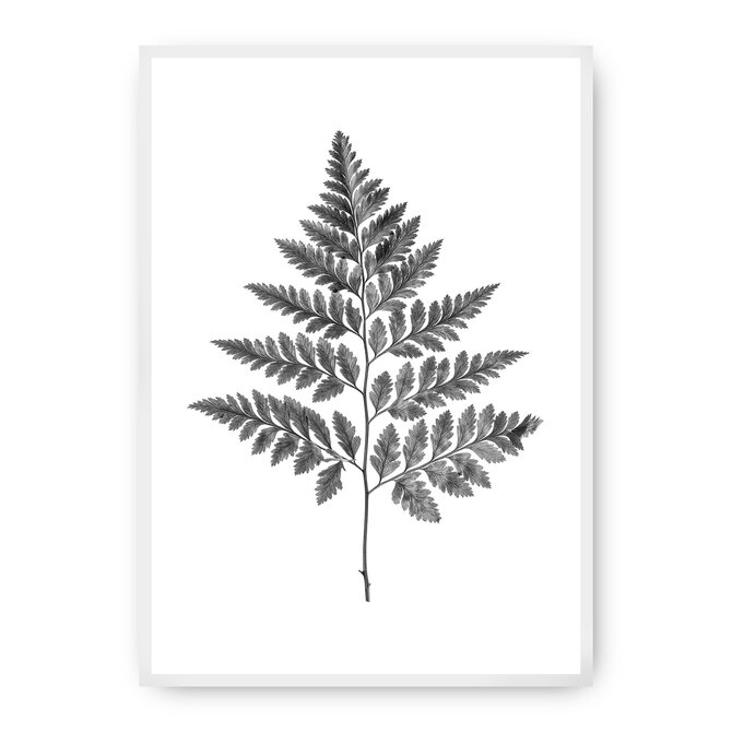 Dekoria Plakát Fern Grey, 21 x 30 cm, Ramka: Biała