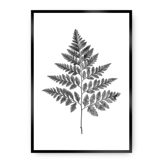 Dekoria Plakát Fern Grey, 21 x 30 cm, Ramka: Czarna