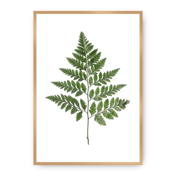 Dekoria Plakát Fern Green, 21 x 30 cm, Volba rámu: zlatý