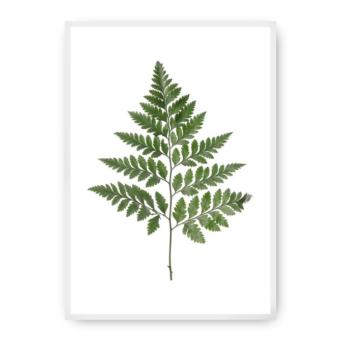 Dekoria Plakát Fern Green, 50 x 70 cm, Volba rámu: bílý