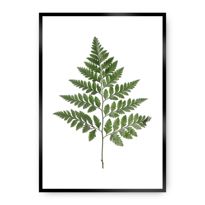 Dekoria Plakát Fern Green, 50 x 70 cm, Volba rámu: černý